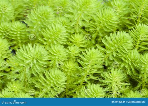 Myriophyllum Watermilfoil Stock Photo Image Of Noxious 31182534