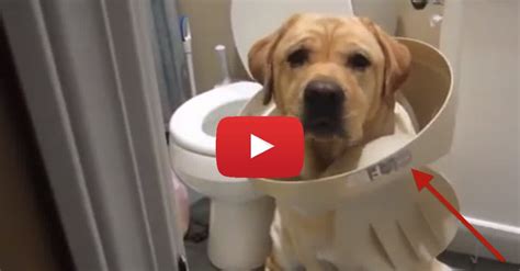 You Wont Believe What This Dog Was Caught Doing Red Handed