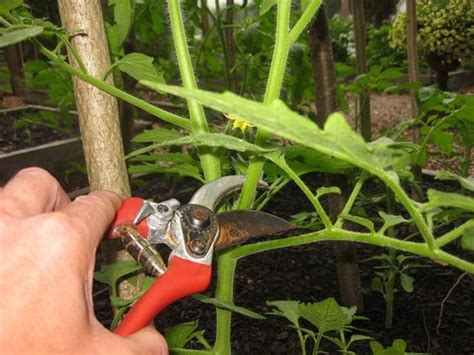How To Prune Tomatoes The Garden