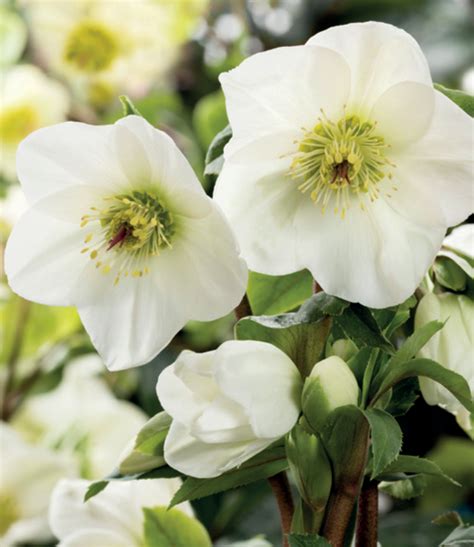 Plant Of The Month Hellebores Golden Valley Plants