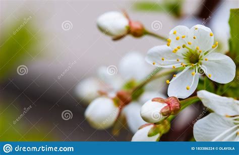 Cherry Blossoms In Spring Beautiful White Flowers Stock Photo Image