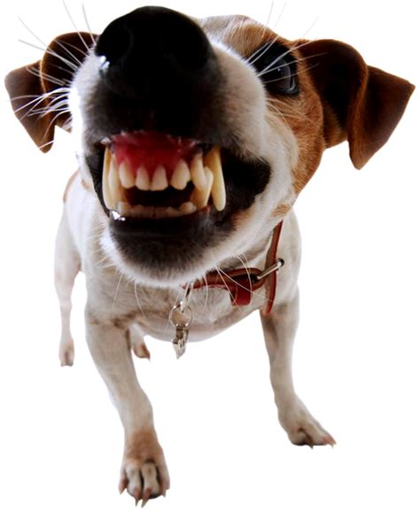 Dog Bite Prevention Biting Pet Dog Png Download 532650 Free