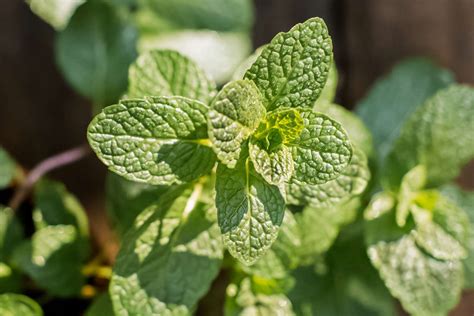 13 Facts About Mint