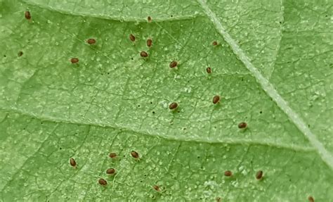 What Do Spider Mites Look Like On Plants Backyard Garden Geek