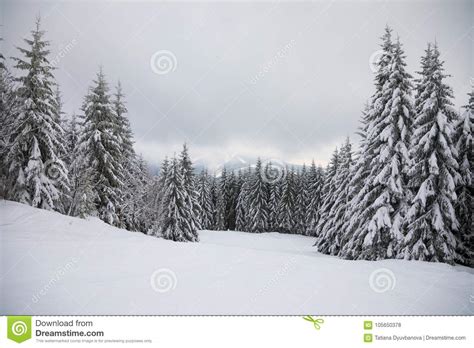 Winter Landscape With High Spruces And Snow In Mountains Stock Photo