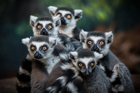 95 Of Worlds Lemur Population On Edge Of Extinction Ecowatch