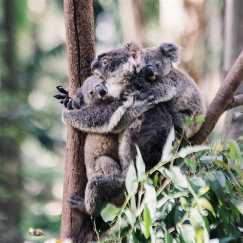Cuddle Buddies A Trio Of Adorable Koalas Cuddling It Out At Currumbin