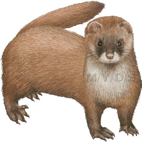 Weasel Clipart 20 Free Cliparts Download Images On Clipground 2024