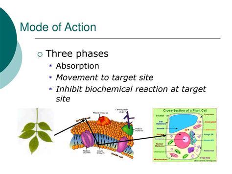 What Is The Mode Of Action Of Herbicides