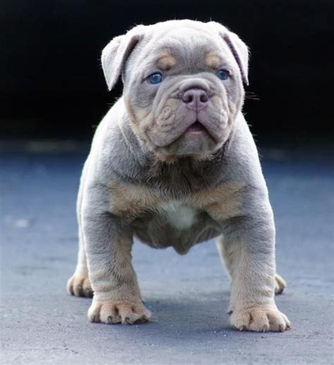 English bulldog puppies for sale, the purple lilac tri akc bulldog color is two copies of the rare blue merle bulldog dna dd along with two copies of the rare chocolate color dna bb. lilac olde english bulldogge - Google Search | 軍用犬、子犬、いぬ
