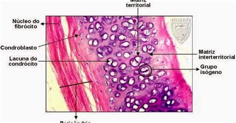 Histologia In Foco Tecido Conjuntivo Cartilaginoso The Best Porn Website