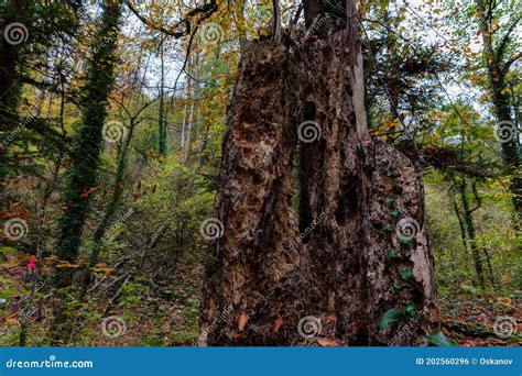 Close Up Of Decaying Rotten Tree Trunk In Autumn Forest Stock Photo