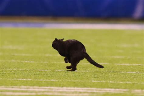 Touchdown Black Cat Who Ran Into End Zone During Monday Night