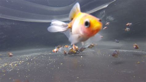 Baby Goldfish Youtube