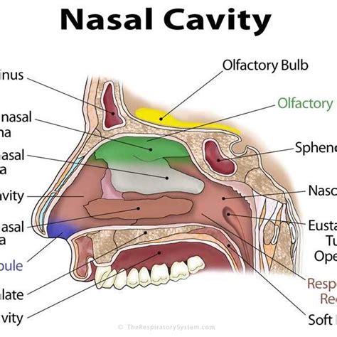 Anatomy And Physiology Of Nose Download Scientific Diagram