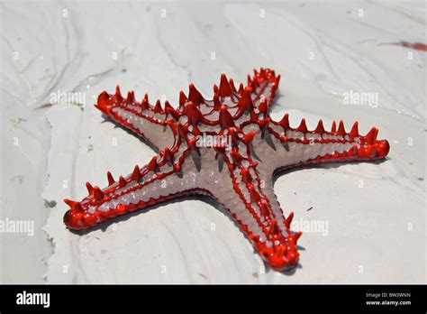 Red Knobbed Starfish On The Beach Stock Photo Alamy