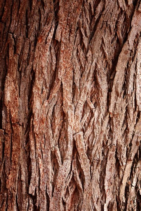 Bark Tree Stock Photo Image Of Rough Abstract Timber 26835888