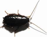 Pictures of Black Cockroach