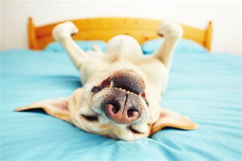 43 Dog Sleeping Puns And Snoozy Sayings Great Pet Living