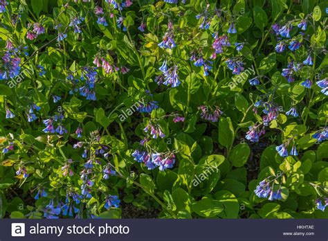 Virginia Bluebells Mertensia Virginica Blooming In The Mound City