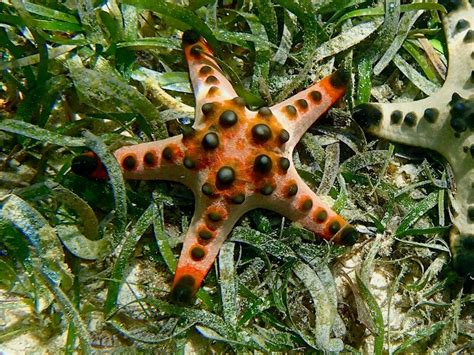 Protoreaster Nodosus Horned Sea Star Snorkeling Report