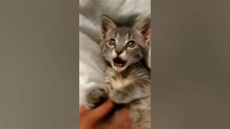 Kitten Biting And Gaping Youtube