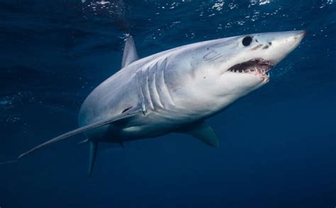How Many Bones Do Sharks Have 11 Interesting Facts About Sharks