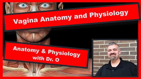 Vagina Structure And Function Anatomy And Physiology Youtube