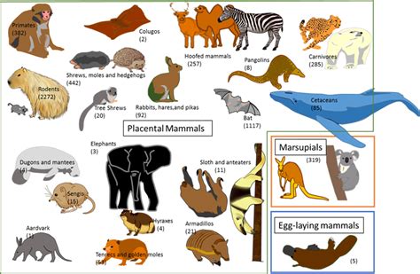 Fig 1 Mammals Cetacean Egg Laying Mammals