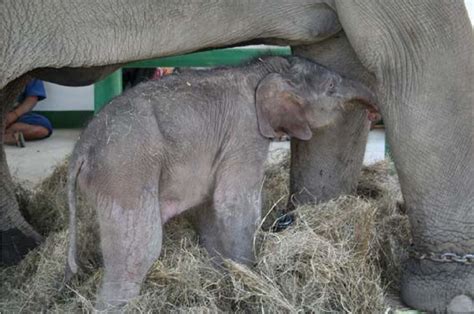 Successful Artificial Insemination In The Asian Elephant Elephas Maximus Using Chilled And