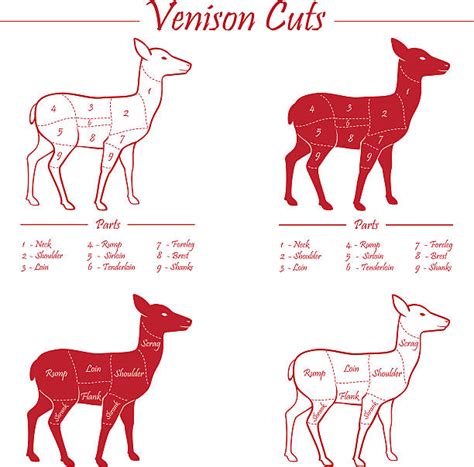 Venison Cuts Illustrations Royalty Free Vector Graphics And Clip Art