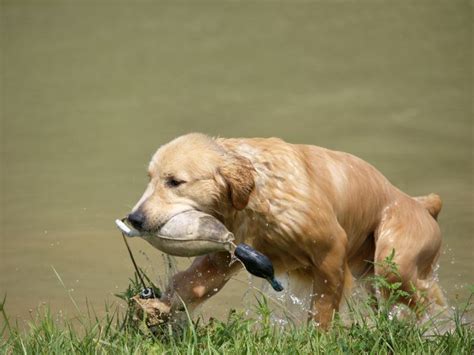 How To Train A Hunting Dog To Retrieve Duck Hunt Dog Laptrinhx News