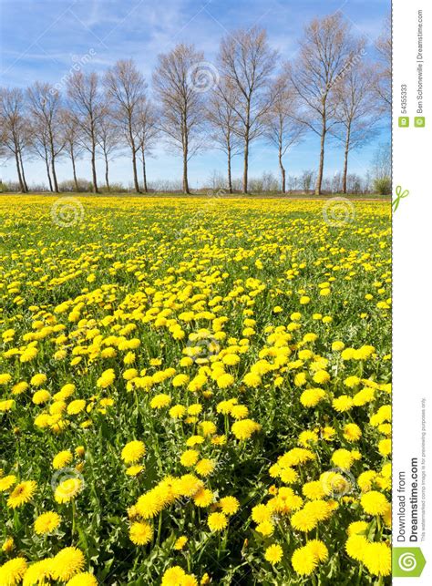 Field Of Yellow Dandelions In Grass With Tree Line Stock Image Image