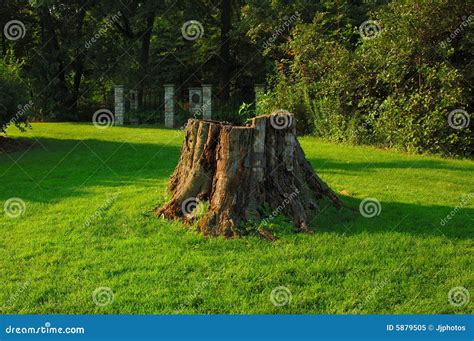 Tree Stump Stock Image Image Of Stump Base Garden Round 5879505
