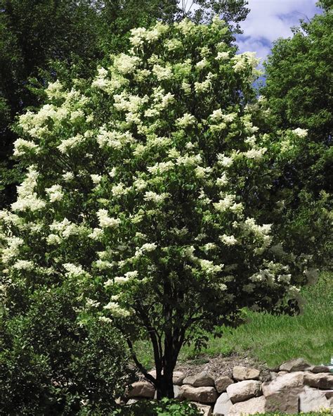 Ivory Silk Japanese Tree Lilac Syringa Reticulata Fragrant Quart