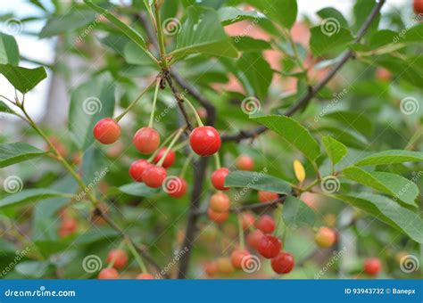 Red Sour Cherries Stock Photo Image Of Closeup Juicy 93943732
