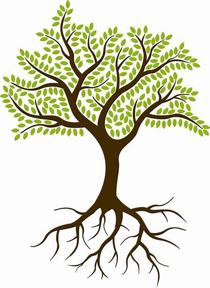 Tree Roots Silhouette Root Background Vector Culture