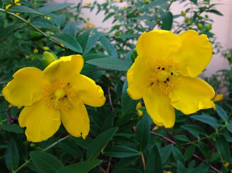 Identify Yellow Flowering Bush Best Flower Site