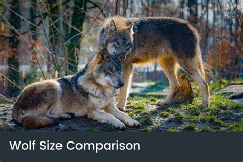 Wolf Size Comparison How Big Are Wolves Really