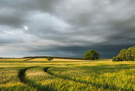 Storm Clouds Over A Field Of Barley At Sunset Norfolk Uk By