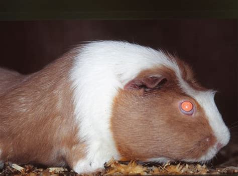 How To Breed Guinea Pigs Pethelpful