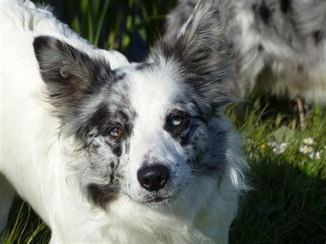 Your Guide To Border Collie Coat Colours Pethelpful