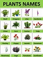 200+ All Plant Names With Pictures (Plant Names A to Z) - Vocabulary Point
