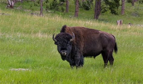 The Ultimate Guide To Wyoming Bison Hunting Alpha And Omega Outdoors