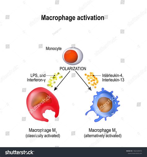Macrophages Are Produced By The Differentiation Of Monocytes In Tissues