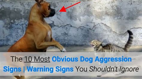 The 10 Most Obvious Dog Aggression Signs Warning Signs You Shouldnt
