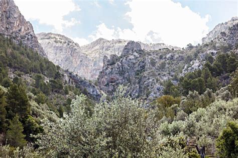 La Serra Tramuntana Le Joyau De Majorque Wild Birds Collective