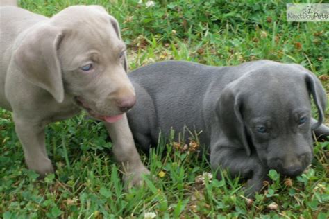 Rehoming two australian shepherd puppy. Weimaraner puppy for sale near Bowling Green, Kentucky | b8057980-4971