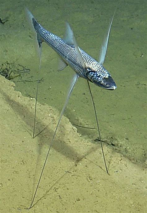 Tripodfish Or Tripod Spiderfish Bathypterois Grallator Deep Sea