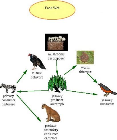 A food web illustrates the behavior of a given biological ecosystem by analyzing the feeding dynamics that take place in it; Concept Map & Rubric